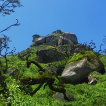 Rocks with trees